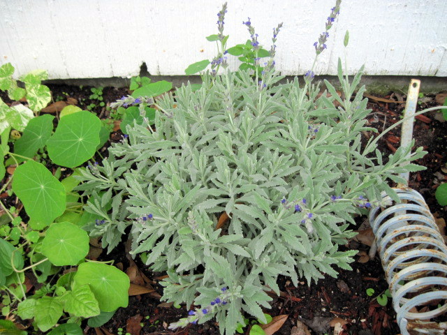 Does Scripting Limit or Expand Customer Service?