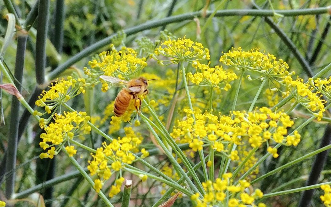 Four More Things I’ve Learned From Bees